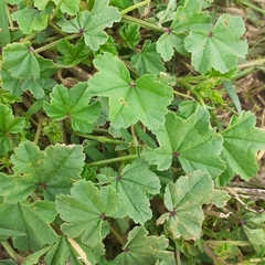 Malva parviflora