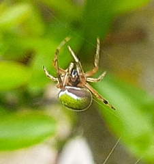 Araneus lathyrinus