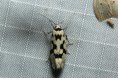 Sympoecila