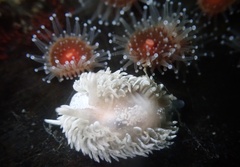 Aeolidia