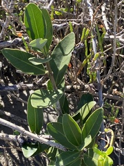 Avicennia germinans