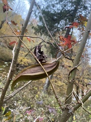 Gonolobus suberosus