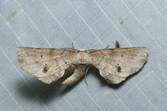 Parepisparis pallidus