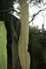Anthurium veitchii