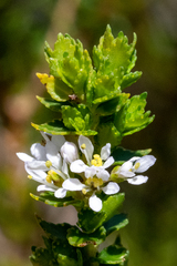 Agathosma tabularis
