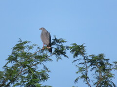 Geranospiza caerulescens