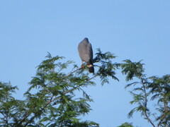 Geranospiza caerulescens