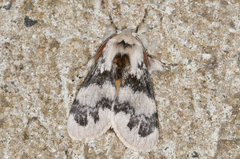 Iropoca rotundata