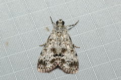 Stericta