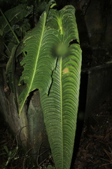 Anthurium veitchii