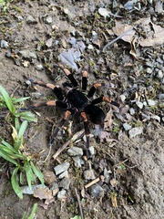 Megaphobema mesomelas