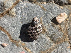 Tenguella marginalba