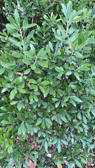 Ilex glabra