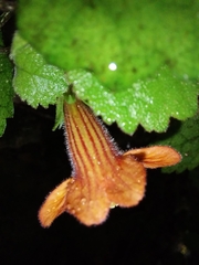 Rhabdothamnus solandri