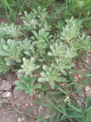 Micropsis spathulata