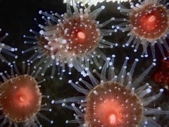 Corynactis californica