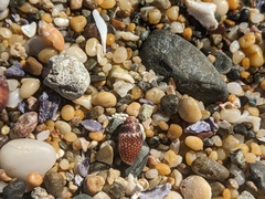 Pardalinops testudinaria