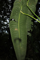 Anthurium veitchii