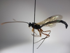 Rhyssella approximator