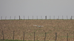 Chroicocephalus maculipennis