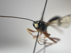 Rhyssella approximator