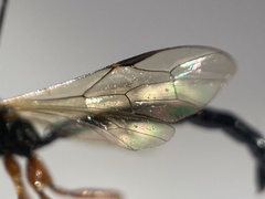 Rhyssella approximator