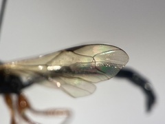 Rhyssella approximator