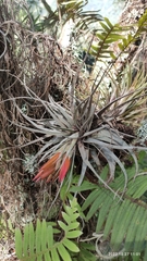 Tillandsia matudae
