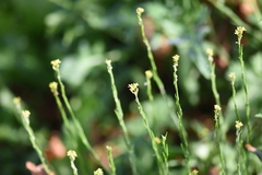 Sisymbrium officinale