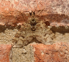 Crasilogia gressitti