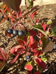 Aronia melanocarpa