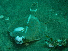 Pleuronichthys verticalis