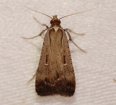 Tathorhynchus fallax