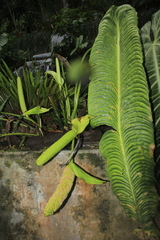Anthurium veitchii