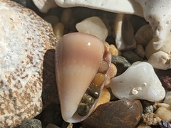 Conus papilliferus