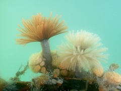 Eudistylia polymorpha