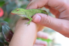 Anolis biporcatus