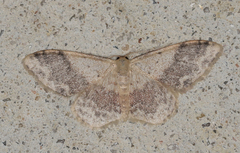 Idaea halmaea