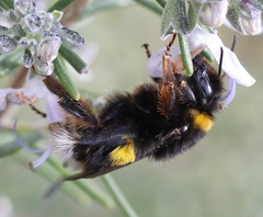Bombus terrestris lusitanicus