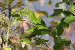 Rhamnaceae