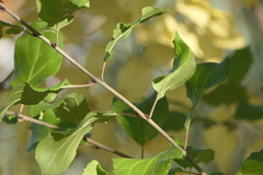 Rhamnaceae