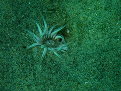 Harenactis attenuata