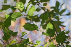 Rhamnaceae