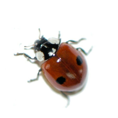 Two-spotted Lady Beetle photographed in New Mexico