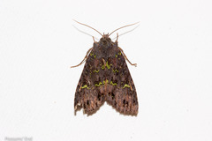 Meterana merope