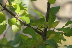 Rhamnaceae
