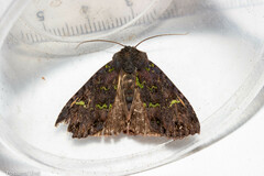 Meterana merope