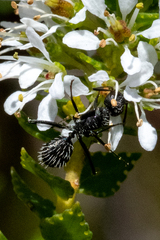 Camponotus niveosetosus
