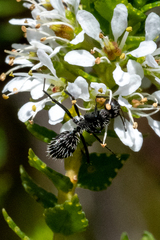Camponotus niveosetosus