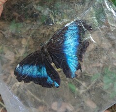 Morpho